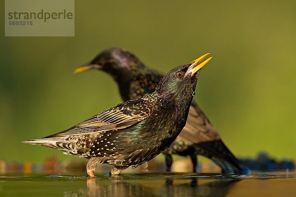 Zwei Stare (Sturnus vulgaris) an einem Gewässer