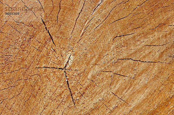 Holz  Querschnitt eines Baumstamms  Nordrhein-Westfalen  Deutschland  Europa