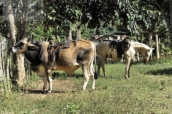 Stier und Pferd zum Reiten  Naturpark Parque el Nicho  bei Cienfuegos  Kuba  Große Antillen  Karibik  Mittelamerika  Amerika