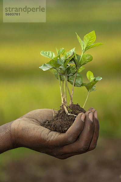 Kaffee-Pflanze (Coffea sp.)  Sämling  in der Hand eines Bauern  Ruanda  Afrika