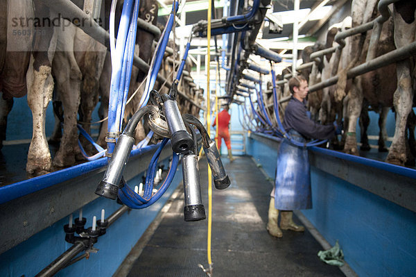 Milchwirtschaft  Melkmaschine auf einem Melkstand mit Holsteiner Kühen  Preston  Lancashire  England  Großbritannien  EUropa