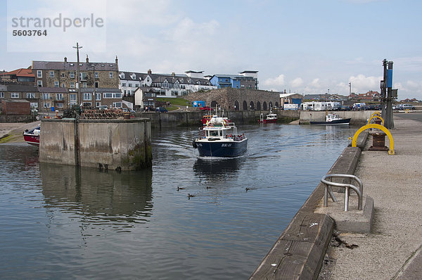 Touristenboot verlässt den Hafen auf dem Weg zu den Farne Islands  Seahouses Harbour  Northumberland  England  Großbritannien  Europa