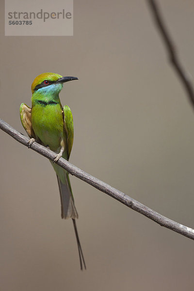 Smaragdspint (Merops orientalis)  ausgewachsener Vogel sitzt auf einem Zweig  Kanha-Nationalpark  Madhya Pradesh  Indien  Asien