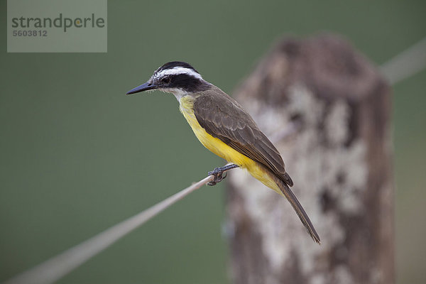 Liktor (Philohydor lictor)  ausgewachsener Vogel sitzt auf Drahtzaun  Pantanal  Mato Grosso  Brasilien  Südamerika