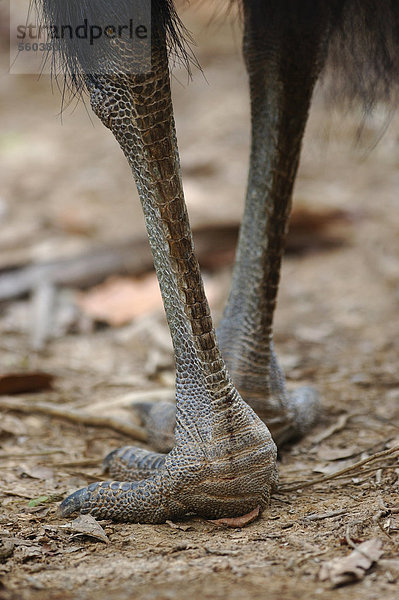 Helmkasuar (Casuarius casuarius)  Altvogel  Nahaufnahme der Beine und Füße  stehend auf Waldboden  Tam O'Shanter National Park  Queensland  Australien