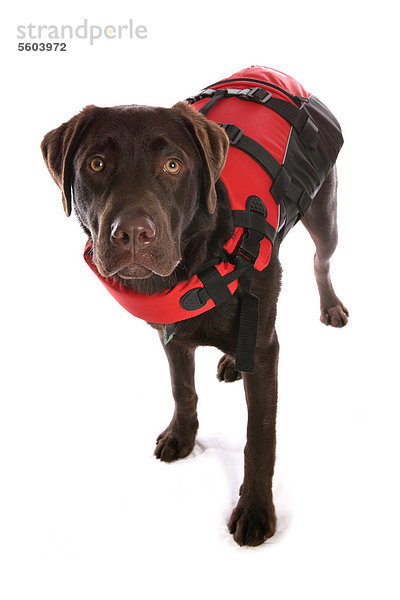 Haushund  Labrador Retriever  Farbe chocolate  schokoladenfarben  Welpe  stehend  trägt Rettungsweste