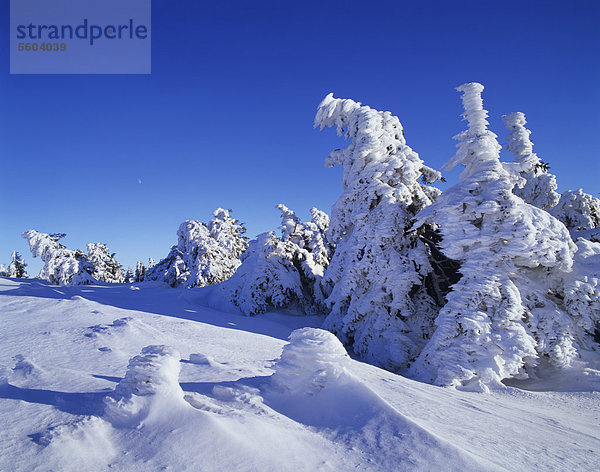 Verschneite Fichten (Picea abies) auf dem Brocken  Mond am Himmel  Harz  Sachsen-Anhalt  Deutschland  Europa