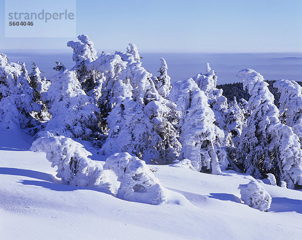 Verschneite Fichten (Picea abies) auf dem Brocken  Inversionswetterlage  Harz  Sachsen-Anhalt  Deutschland  Europa