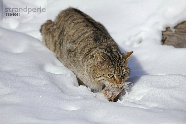Wildkatze (Felis silvestris)  Männchen  Kater  im Schnee  mit Maus im Fang  Gehege  Thüringen  Deutschland  Europa
