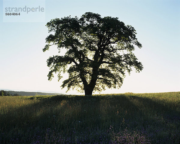 Einzeln stehende Stieleiche (Quercus robur)  Solitärbaum  auf Wiese  bei Sonnenaufgang im Gegenlicht  Thüringen  Deutschland  Europa