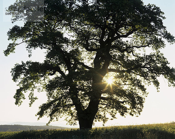 Einzeln stehende Stieleiche (Quercus robur)  Solitärbaum  auf Wiese  bei Sonnenaufgang im Gegenlicht  Thüringen  Deutschland  Europa