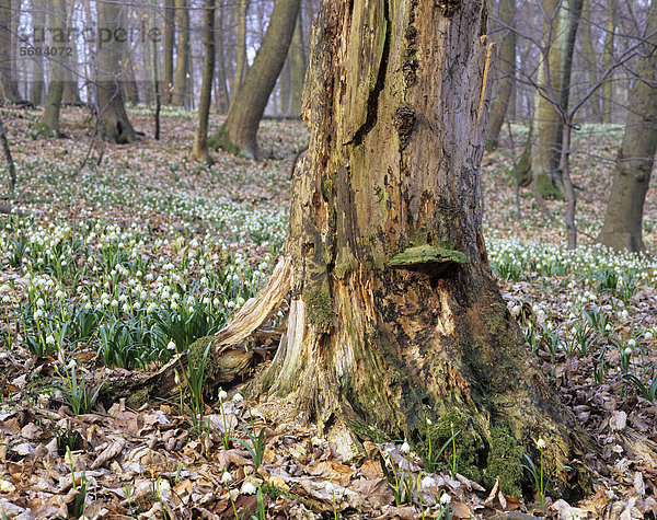Wald im Nationalpark Hainich  UNESCO Weltnaturerbe  Totholz und Märzenbecher  Frühlings-Knotenblume (Leucojum vernum)  Thüringen  Deutschland  Europa