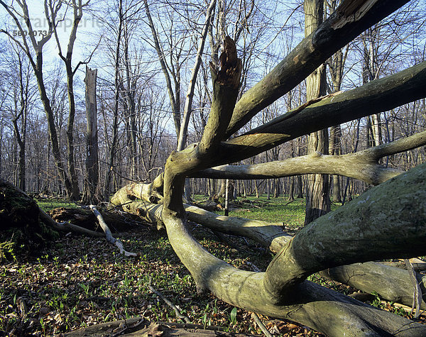 Liegendes Totholz im Rotbuchenwald (Fagus sylvatica)  UNESCO Weltnaturerbe Nationalpark Hainich  Thüringen  Deutschland  Europa
