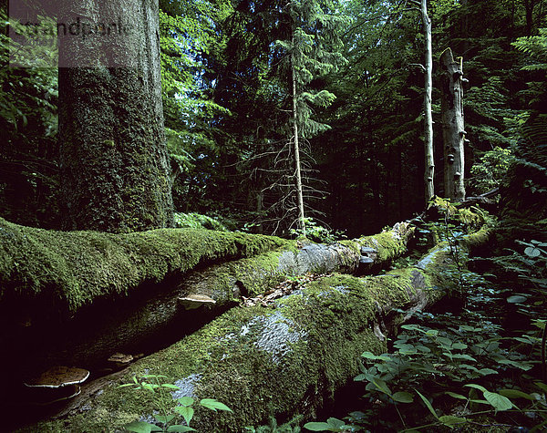 Alte Rotbuchen (Fagus sylvatica) und Totholz  Biosphärenreservat Vessertal-Thüringer Wald  Thüringen  Deutschland  Europa