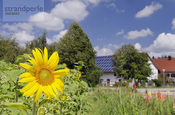 Sonnenblume  dahinter ein Haus mit Solardach und ein Windrad  Mainburg  Hallertau  Holledau oder Hollerdau  Bayern  Deutschland  Europa