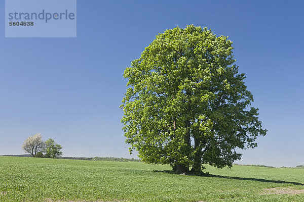 Baum auf einem Feld  Ahorn (Acer) in Blüte  Glashütte  Sachsen  Deutschland  Europa