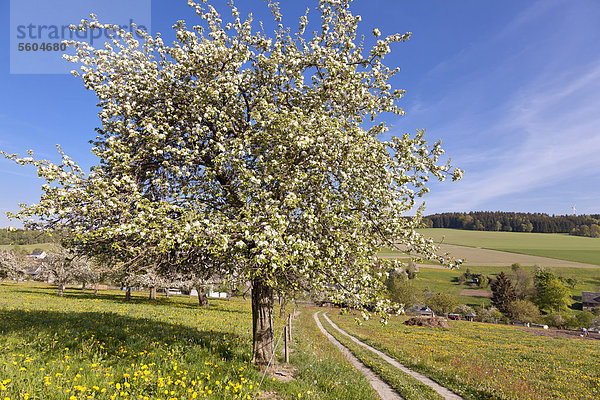 Blühender Apfelbaum  Wiesenweg mit Obstbäumen  Weg nach Affalter  Erzgebirge  Sachsen  Deutschland  Europa