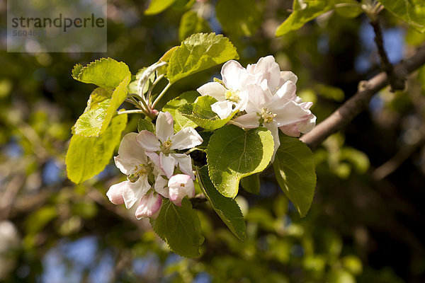 Apfelblüten  blühender Apfelbaum (Malus domestica)  Sachsen  Deutschland  Europa