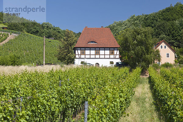 Talkenberger Hof mit Weinberg in Coswig  Sächsisches Elbland  Sachsen  Deutschland  Europa