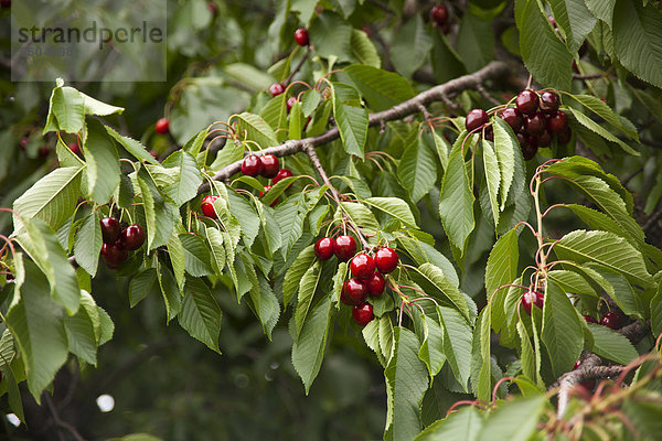 Reife  rote Süßkirschen (Prunus avium) am Baum  Sachsen  Deutschland  Europa