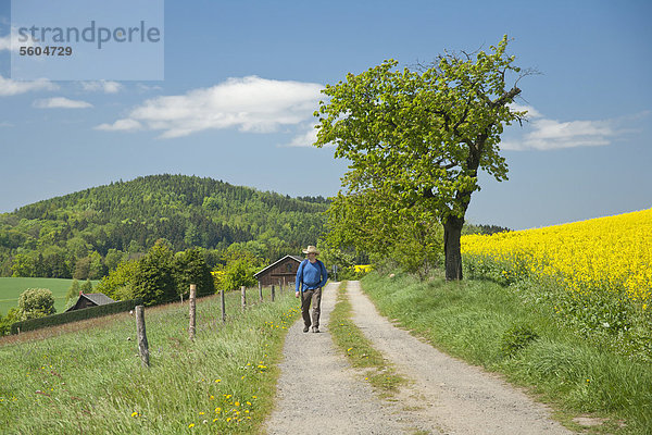 Wanderer auf einem Feldweg bei Goßdorf  hinten der Gickelsberg  Sächsische Schweiz  Sachsen  Deutschland  Europa