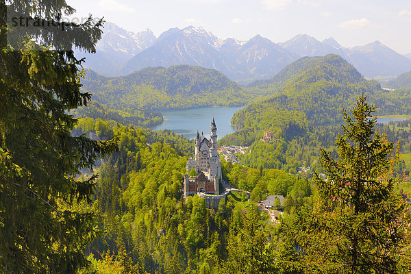 Schloss Neuschwanstein  bei Füssen  Ostallgäu  Allgäu  Bayern  Deutschland  Europa