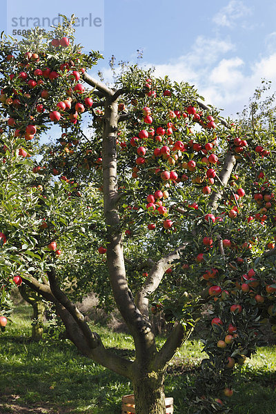 Reife Äpfel an Apfelbaum  Oberschwarzach  Steigerwald  Unterfranken  Franken  Bayern  Deutschland  Europa