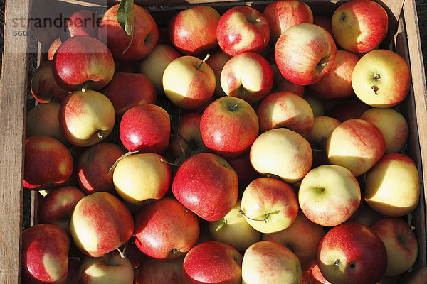 Äpfel in Kiste  Oberschwarzach  Steigerwald  Unterfranken  Franken  Bayern  Deutschland  Europa