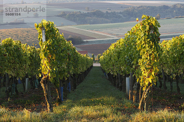 Weinberg Wipfelder Zehntgraf  Wipfeld  Unterfranken  Franken  Bayern  Deutschland  Europa