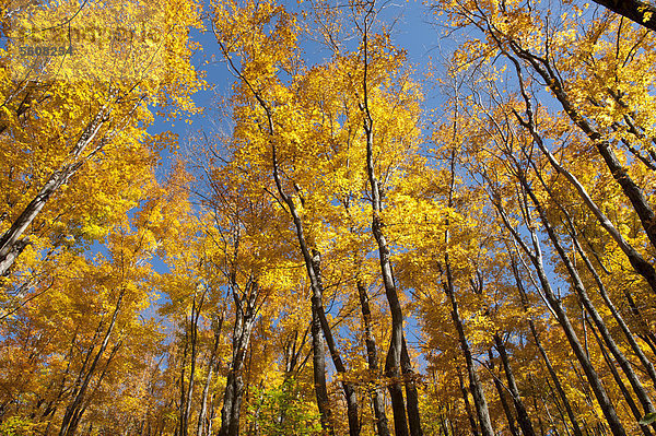 Bäume im Wald  Zucker-Ahorn  Sugar Maple (Acer saccharum)  Baumstämme  gelbe Laubfärbung im Herbst  Indian Summer  Mount Van Hoevenberg  Lake Placid  Adirondacks  Adirondack Mountains  New York State  USA  Nordamerika  Amerika