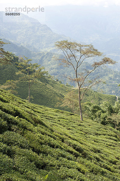 Tee (Camellia sinensis)  Teeplantage  Teegarten am Hang  Darjeeling  Vorder-Himalaja  Westbengalen  Indien  Südasien  Asien