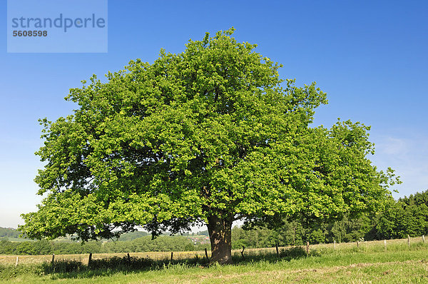 Stieleiche  Stiel-Eiche  Sommereiche  Sommer-Eiche  Deutsche Eiche (Quercus robur  Quercus pedunculata)  Nordrhein-Westfalen  Deutschland  Europa