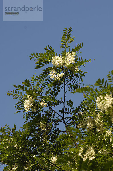 Gewöhnliche Robinie  Scheinakazie  Falsche Akazie (Robinia pseudoacacia)  Vorkommen in Nordamerika  Nordrhein-Westfalen  Deutschland  Europa