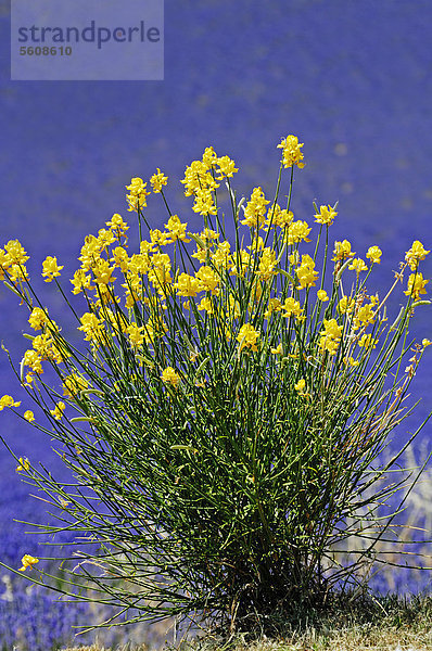 Pfriemenginster  Spanischer Ginster oder Binsenginster (Spartium junceum)  Provence-Alpes-Cote d'Azur  Südfrankreich  Frankreich  Europa