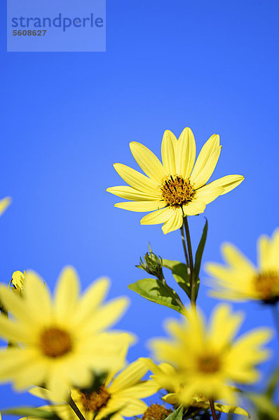 Stauden-Sonnenblume  Staudensonnenblume (Helianthus atrorubens)  Vorkommen in Nordamerika