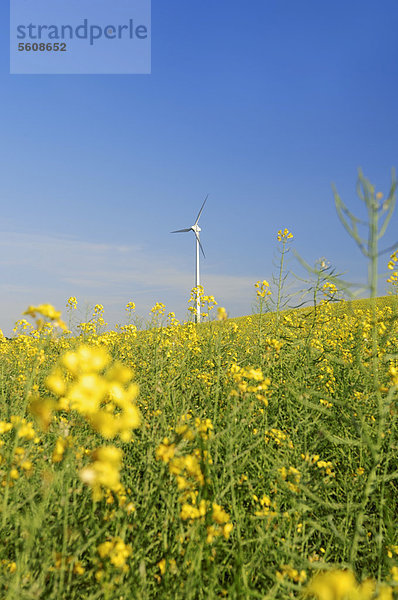 Windturbine Windrad Windräder Europa blühen Feld Canola Deutschland Nordrhein-Westfalen