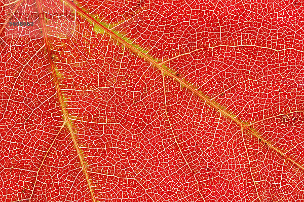 Parrotie  Persischer Eisenholzbaum  Persisches Eisenholz (Parrotia persica)  Blattdetail im Herbst