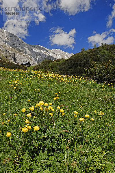 Europäische Trollblume  Kugelranunkel  Butterblume  Goldköpfchen  Butterkugel (Trollius europaeus)  Nationalpark Berchtesgaden  Bayern  Deutschland  Europa