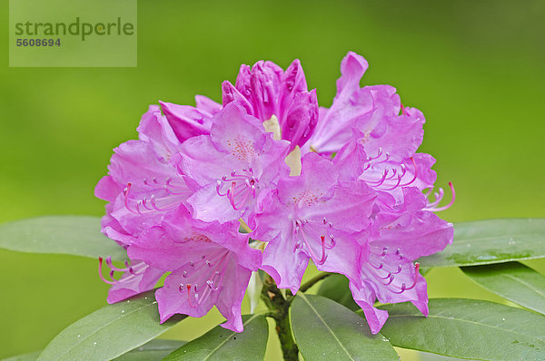 Rhododendron (Rhododendron spec.)  Blüten