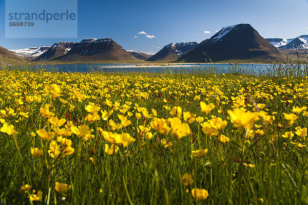 Wiese mit Hahnenfuß (Ranunculus)  Blick auf Fjord Önundarfjör_ur  Westfjorde  Island  Europa