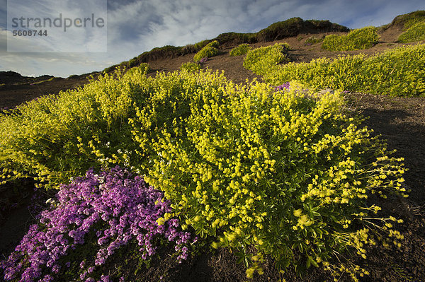 Stengelloses Leimkraut oder Polsternelke (Silene acaulis) und Hoppes Frauenmantel (Alchemilla hoppeana) im Lavafeld Berserkjahraun  Halbinsel SnÊfellsnes  Snaefellsnes  Island  Europa