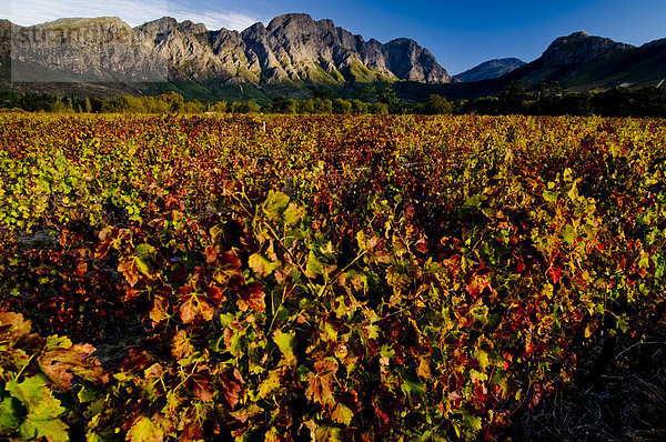 Weinreben (Vitis vinifera)  Landschaft  Franschhoek-Tal  Westkap  Südafrika  Afrika