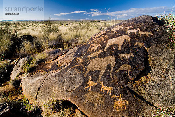 Petroglyphen der San  Bushmänner  bei Kenhardt  Nordkap  Südafrika  Afrika