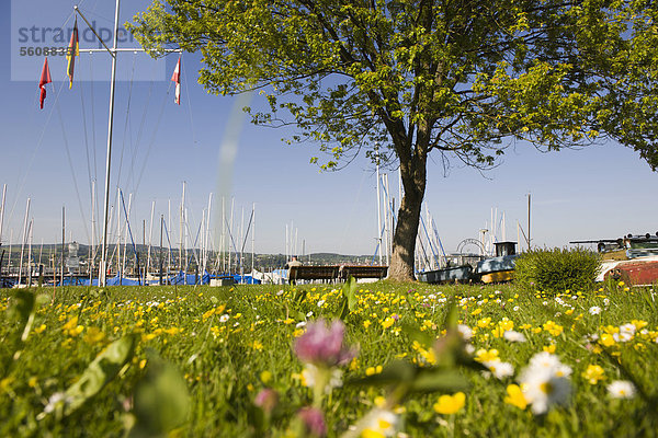 Segelhafen in Wallhausen  Bodensee  Baden-Württemberg  Süddeutschland  Deutschland  Europa