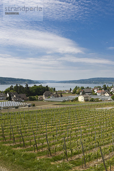 Weinanbau  Insel Reichenau  Bodensee  Baden-Württemberg  Süddeutschland  Deutschland  Europa