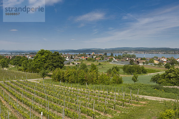 Weinanbau  Insel Reichenau  Bodensee  Baden-Württemberg  Süddeutschland  Deutschland  Europa