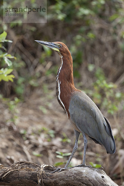 Marmorreiher (Tigrisoma lineatum)  adult  stehend auf einem Ast  Pantanal  Mato Grosso  Brasilien  Südamerika