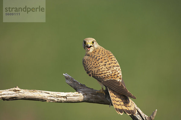 Turmfalke (Falco tinnunculus)  adultes Weibchen  auf Zweig  Ungarn  Europa