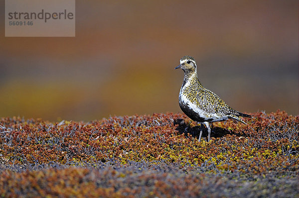 Goldregenpfeifer (Pluvialis apricaria)  ausgewachsener Vogel mit Brutgefieder steht im Moor  Varanger  Norwegen  Europa