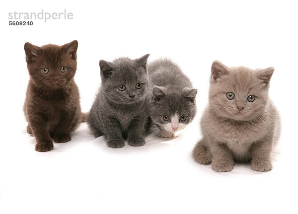 Hauskatzen  Britisch Kurzhaar  vier Kätzchen  sitzend